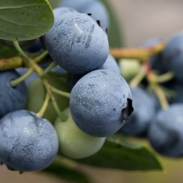 thumbnail for publication: Calendar for Southern Highbush Blueberry Management in Florida